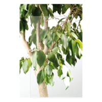 Skantrae Blank Glas Voor SKS 240 88x211.5cm Original