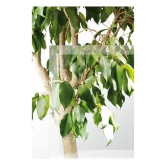 Product afbeelding voor Skantrae Blank Facet Glas Voor SKS 231 93x231.5cm Original